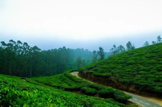 ESSENCE OF KARNATAKA WITH OOTY