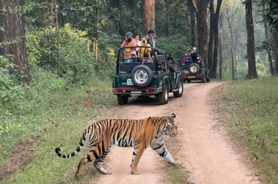 KANHA JUNGLE SAFARI