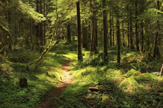 SOUTHERN WILDERNESS TRAIL