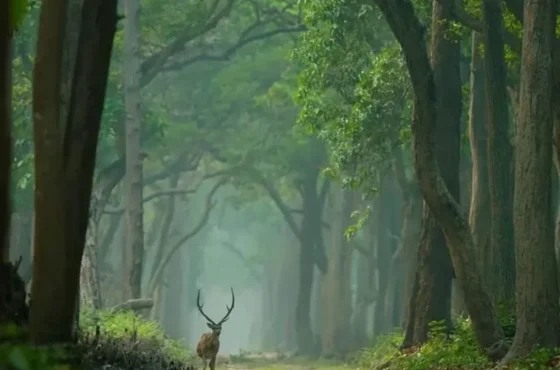 WILD UTTARAKHAND