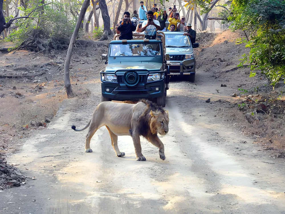 Gir National Park