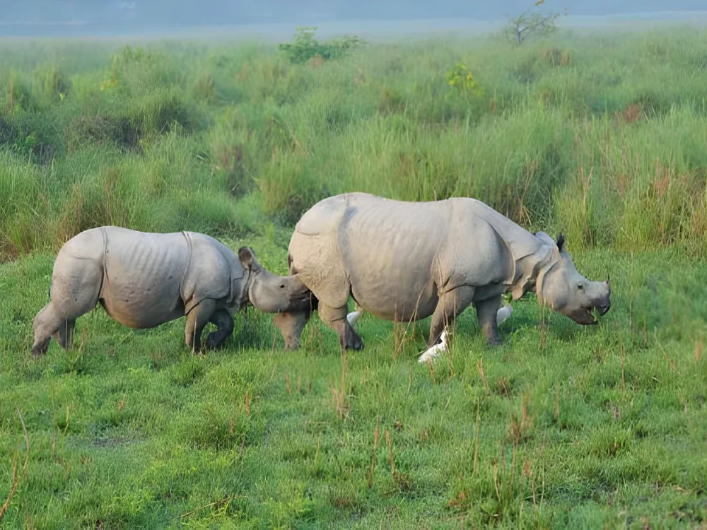 Rhino and Tiger Special Tour